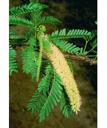Bayahonda - Mesquite - Ironwood - Prosopis juliflora - 10+ seeds - E 216 - £1.79 GBP