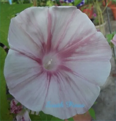 Pink Porcelain Blizzard Japanese Morning Glory 25 Pure Seeds Usa Fresh Garden - $9.98