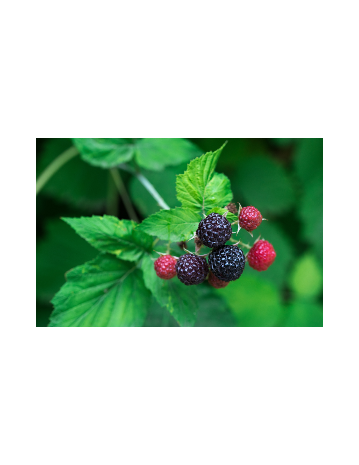 2 Tahi Black Raspberry Plant -BUY 4 GET 1 Free-Non GMO-Free Shipping