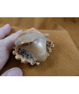 (tb-sti-3) little tan Stingray Tagua NUT palm figurine Bali carving stin... - $732.90 MXN