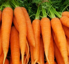 Imperator Carrots Seeds - Great For Juicing - Organic &amp; Non Gmo Carrot S... - £1.76 GBP