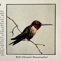 Ruby Throated Hummingbird Bird Print 1931 Blue Book Birds Americal Art P... - €17,28 EUR