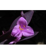 Purple Queen - Tradescantia pallida LIVE 4&quot; - 2 node STARTS - €12,78 EUR