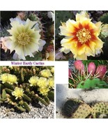SEEDS- Cactus- Prickly Pear Winter hardy Opuntia- Survives Canadian Winter - $8.24