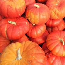 TeL Cinderella Pumpkin Seeds 5 Ct Rouge vif D&#39;Etampes NON-GMO  - £2.39 GBP