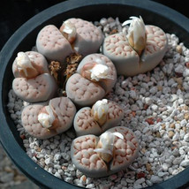 US Seller 100Pcs Lithops Karasmontana C225 Succulents Garden Plants Seeds Fast S - £11.80 GBP