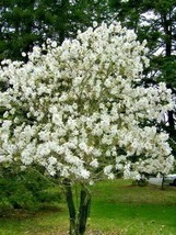 US Seller 10 Star Magnolia Seeds Magnolia Stellata Fast Shipping - $15.40