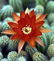 Peanut Cactus - Orange Flowering - Echinopsis chamaecereus - 2 Pack 2&quot; Pot - £33.55 GBP