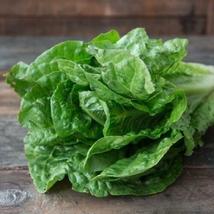 1500 Seeds Parris Island Lettuce Non-GMO Heirloom - £9.73 GBP