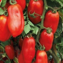 San Marzano Tomato Seeds Organic US Fast Shipping - $1.98