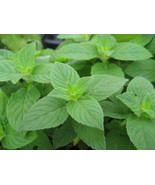 Lemon Mint Seeds 500 Monarda Citriodora Herb Annual Fresh Garden - $5.73 CAD