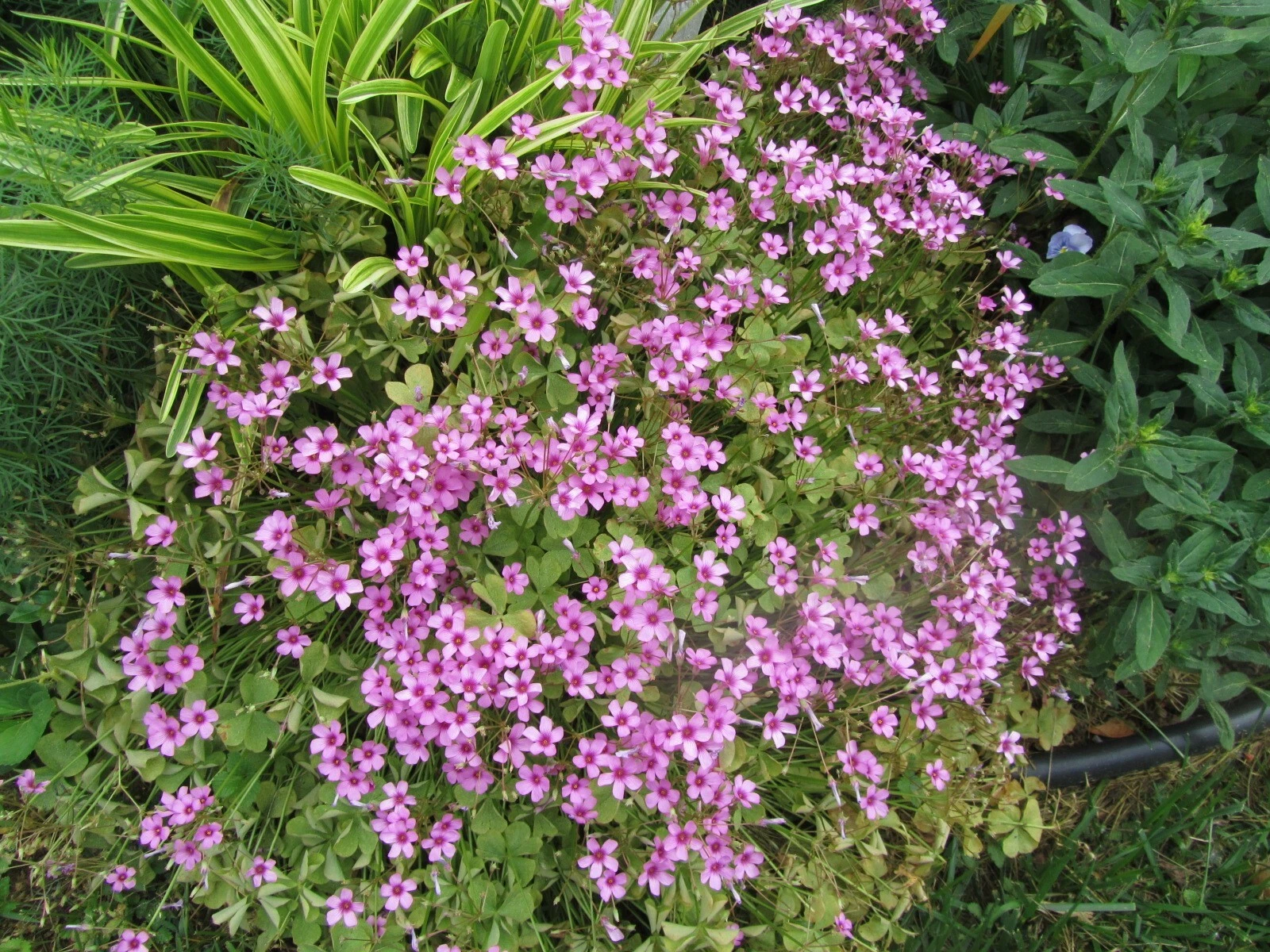 3 plants Pink Oxalis Wood Sorrel  Fresh  Ready To Plant - $26.84