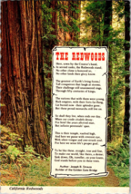 Vtg Postcard California Redwoods, Swquoia Sempervirens, Northern California - £5.23 GBP