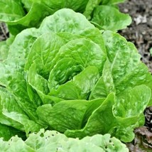 USA SELLER 600 Paris Island Cos Lettuce Seeds Romaine Organic Vegetable Containe - £10.05 GBP