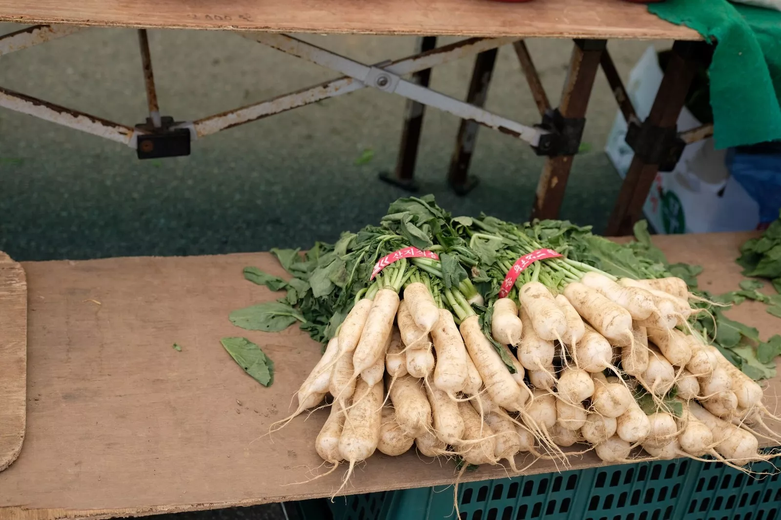 Daikon Giant Radish Seeds - Microgreens or Garden B289 - $4.02