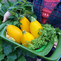 VP Golden Egg Zucchini Squash for Garden Planting USA 25+ Seeds - £6.45 GBP