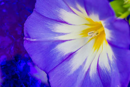 ArfanJaya Heavenly Blue Morning Glory {Ipomoea Tricolor} Untreated 150+ ... - £6.89 GBP