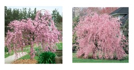 Weeping Pink Cherry Tree 5 Seeds Flowering Japanese Ornamental Shrub Tree - £16.77 GBP