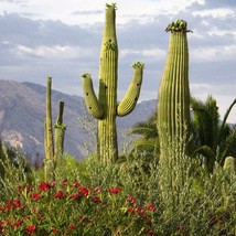 Giant Saguaro Cactus Seeds Carnegia Gigantea 20 Seeds Usa Fast Shipping - £14.97 GBP