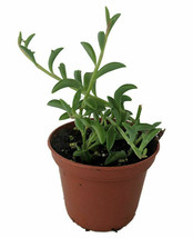 2.5&quot; Pot String of Dolphins Succulent Live Plant Senecio peregrinus Easy to Grow - £43.31 GBP