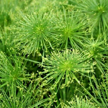 30 Queen Tut Dwarf Papyrus Grass Seeds Cyperus Prolifer Fresh Seeds Gardening US - £11.51 GBP