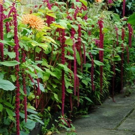 Amaranth LOVE LIES BLEEDING Tassel Flower Callaloo RED Non-GMO Edible 15... - $9.67