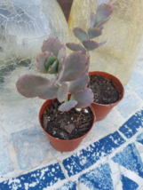 Kalanchoe Bryophyllum Fedtschenkoi ‘Variegata’ – Lavender Scallops - 2" Pot - $6.92