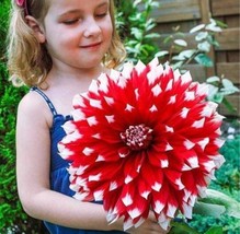 100 pcs Giant Dinnerplate Dahlia Seeds - Fresh Red Flowers with White Edge FRESH - £6.66 GBP