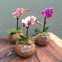 100 pcs Mini Orchid Seeds - Mixed 3 Colors Flowers FROM GARDEN - £5.15 GBP