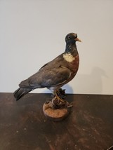 IT33 Common Wood Pigeon (Columba Palumbus) Mount Taxidermy - £153.76 GBP