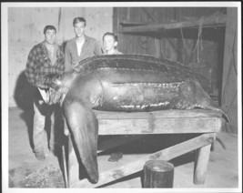 Giant Sea Tortoise Rockland Maine 8x10 Vintage Photo - £15.46 GBP