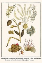 Cnidarians, White Weed, hydroid, Sea Plant, Sea Laces, Moss Animal, red ... - $371.98 MXN
