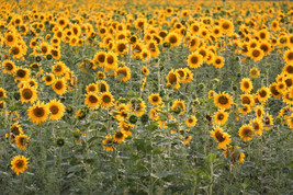 GIB 100 Peredovik Sunflower Helianthus Annuus Black Oilseed Yellow Flower Seeds - £14.21 GBP