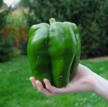 VC 30 Emerald Giant Bell Pepper Seeds  Sweet  Non Gmo  Heirloom Fast Shi... - £6.24 GBP