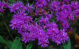 HGBO 50 Seeds Radiant Purple/Rose Veronia Misurica Perennial Flower Seeds From U - $8.35