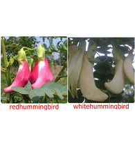 Humming Bird Tree, 20 Seeds Sesban, Agasta, SESBANIA GRANDIFLORA  - $2.55