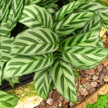 100 Seeds Potted Flowers Calathea Seeds Fresh Garden - £5.93 GBP