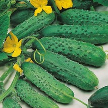 Fast Ship USA Seller Cucumber Spacemaster 80 Bush Seeds - $5.32