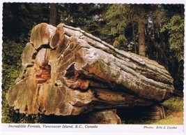 Postcard Incredible Forests Vancouver Island British Columbia BC - £3.15 GBP