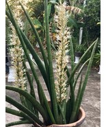 Sansevieria stuckyi Dracaena stuckyi 2 Fresh root for growing ThailandMrk - $6.86 CAD