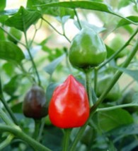 10 Pakistan Dundicut Pepper Seeds Spicy Seasoning Fresh Seeds USA - £17.96 GBP