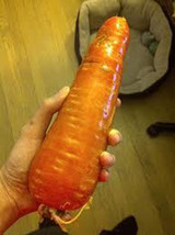 15 Giant Amazon Carrots Seeds-1123B - $3.98