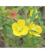 Rattlebox - Ludwigia alternifolia - 4 Pods - €12,75 EUR