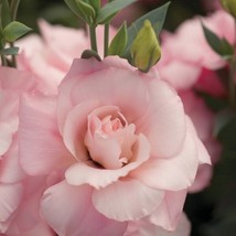 Lisianthus Seeds Mariachi Misty Pink 25 Pelleted Seeds   - $22.00