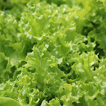 Tango Leaf Lettuce Seeds 600+ Vegetable Garden Non-Gmo From US - £6.41 GBP