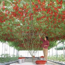 Giant Tomato Tree 100 Seeds healthy delicious nutritious edible frui - £5.42 GBP