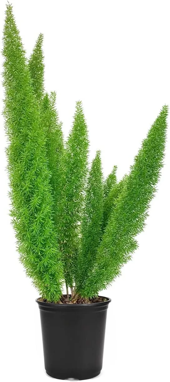 Foxtail Fern Myers Large Plants Live Asparagus Densiflorus - £50.63 GBP