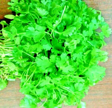 Bloomys 100 Seeds Cilantro Mexican Coriander Herb Pest Repellent Slowbol... - $9.38