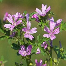 Common Mallow Seeds Malva Sylvestris 25 Seeds US Seller Fast Shipping - £11.23 GBP