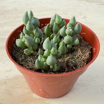 Succulent Plant Live Fresh Senecio Citriformis Fully Rooted in 4&#39;&#39; Planter Pot - £23.57 GBP